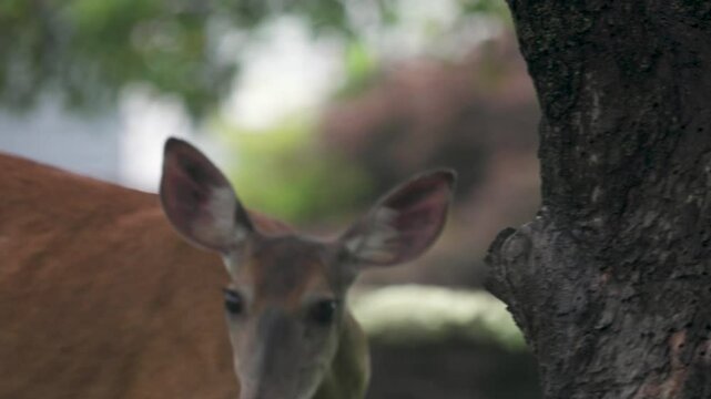 Licking and Twitching Deer Avoiding Flies - Natural Wildlife Footage