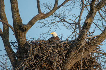 Bald Eagle in nest taken in central MN