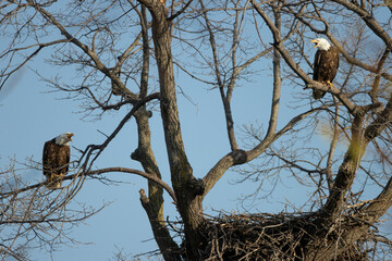 Bald Eagle in nest taken in central MN