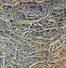Dynamic Interconnected Web of Natural Root Structures.