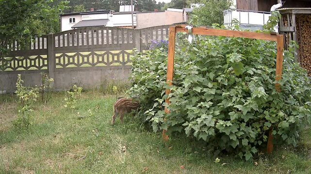 A sow with young wild boars approaches a blackcurrant bush growing under the fence of a plot with a single-family home. The wild boars eat the currants from the bush, but also the plants