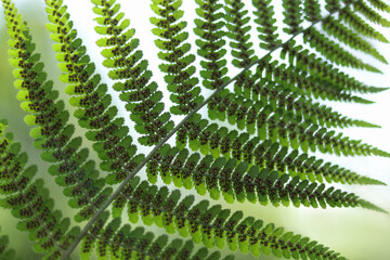 Macro shot of green fern leaf with visible reproductive spores on the underside, backlit by natural daylight. © Mariia