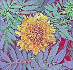 Bright Marigold Blossom Against a Soft Green Background.