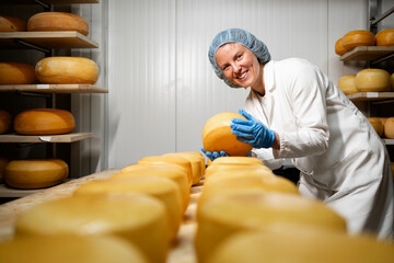 Cheese production. Cheese factory worker checking structure and ripening status of cheese wheels.