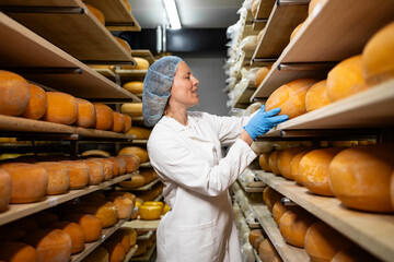 Food worker in sterile clothing sorting cheese wheels by ripening status and checking quality.