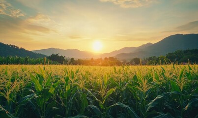 corn or maize field at agriculture plantation farm in the morning sunrise.	