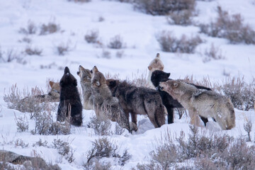 Gray Wolf pack howling taken in Yellowstone NP © Stan