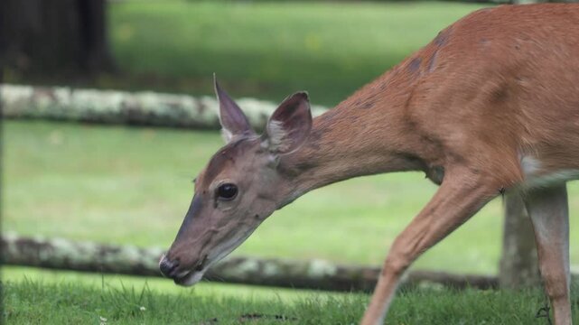 Mother Deer Foraging in Morning After Rainfall - Wildlife Video in New Jersey