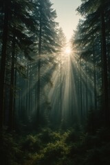 Naklejka premium A photorealistic forest panorama with sun rays shining through tall trees, creating a misty and vibrant morning atmosphere.