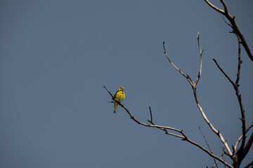Bright Yellow Goldfinch on Dry Tree Branch