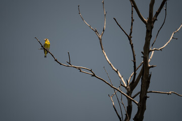 Bright Yellow Goldfinch on Dry Tree Branch
