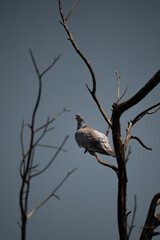 Wood Pigeon on Dry Tree Branch Observing Surroundings