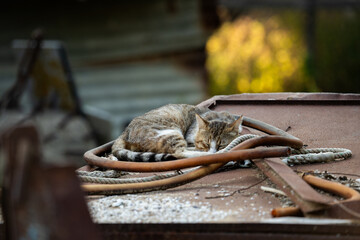 Calico Cat Lying in Scrap Metal Pile with Beautifully Blurred Background
