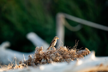 Close-up of Sparrow on Fallen Palm Trunk