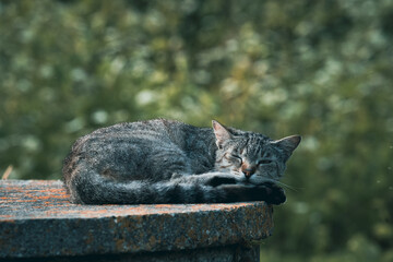 Tabby Gray Cat Lying on Concrete Slab with Beautifully Blurred Green Leaf Background