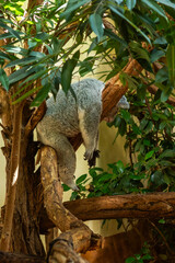 Koala Sleeping on Tree Branch with Green Leaves