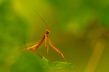 Praying Mantis taken in southern MN