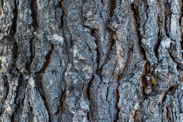 Photo detail of the bark of a pine tree in the Sierra de Madrid.