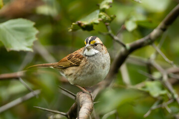 White-throated Sparrow taken in northern MN