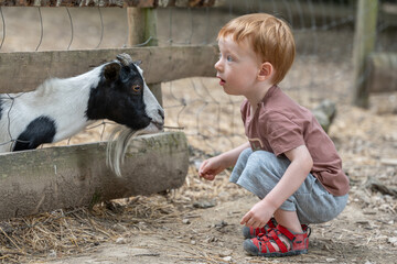 A little boy is feeding goats at an educational farm.