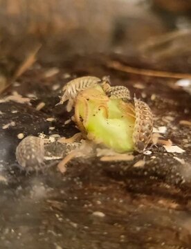 Macro Video of Isopods, Millipedes, and Springtails Eating Cucumber on Wood