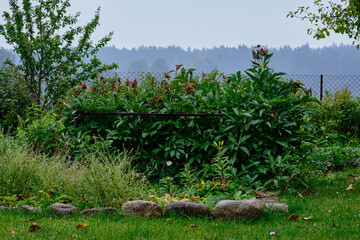 Garden scene with lush greenery and rocky border under overcast sky in early morning light