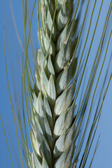 Close-up of a green ear of barley glowing in the sun against a blue sky. The picture is in portrait format.