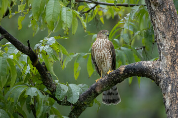 Sharp-shinned Hawk juvenile taken in northern MN