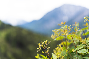 Blurred mountain in background with soft-focused green plants in the foreground.