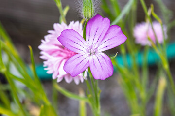 Vibrant Purple Cow Herb Flower in a Garden