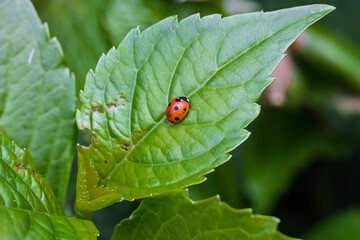 Vibrant Red Ladybug Resting on a Lush Green Leaf