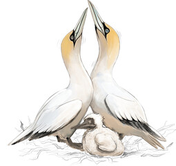 Illustration of Australasian Gannets with chick, showing protective parenting on cliff nests along New Zealand&rsquo;s coastal colonies.