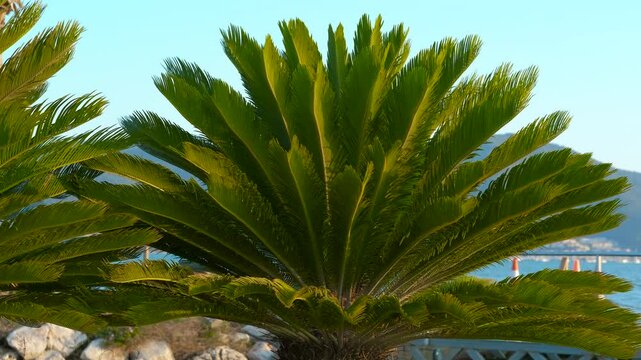 Cycas revoluta palm tree swaying gently in seaside location. Green leaves of a cycas revoluta palm tree, also known as sago palm or king sago, sway gently in the breeze, with a tranquil blue sea