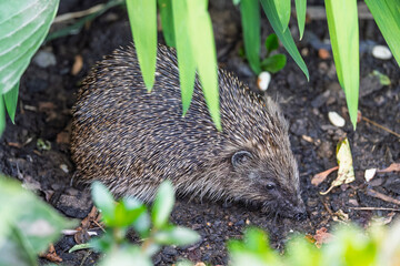 Wild Hedgehog Foraging in a Lush Garden Flowerbed