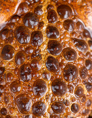 Close-up shows the textured brown skin and bumps of a warty toad, a unique amphibian with distinctive skin.