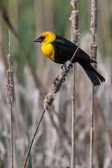 Yellow-headed Blackbird (Xanthocephalus xanthocephalus) in Spring