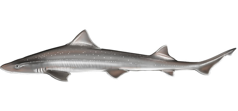 Illustration of a Rig (Mustelus lenticulatus), a sleek, spotted shark species endemic to New Zealand&rsquo;s coastal waters. Also known as spotted dogfish or lemonfish.