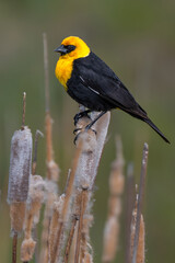 Yellow-headed Blackbird (Xanthocephalus xanthocephalus) in Spring