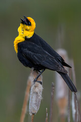 Yellow-headed Blackbird (Xanthocephalus xanthocephalus) in Spring