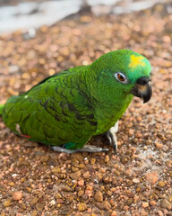 Blue-fronted Amazon (Amazona aestiva) looking at the camera.