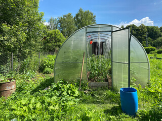 Greenhouse with tomato plants growing inside on sunny day in garden. Greenhouse structure with transparent walls and door open, tomato plants growing inside supported by strings
