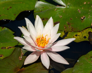 Single white water lily amongst the pads.