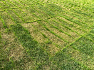 Sod turf. Seasonal changes in turfgrass made of rolls of lawn grass. Last year's layers of grass have turned yellow, but at joints you can see young greenery breaking through old layer.