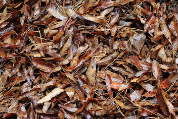 갈색 잎이 비에 젖어 있습니다