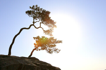 바위 위에서 자라는 두 그루의 소나무
