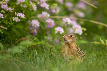 Thirteen-lined Ground Squirrel in flowers taken in southern MN in the wild