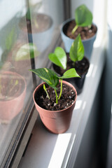 Pothos Houseplants in Pots on a Sunny Windowsill Thriving Pothos plants (Epipremnum aureum) sit in...