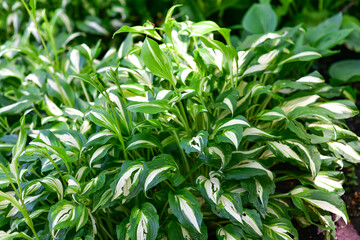 Large Hosta Plants with Lush Green Foliage – Broad Leaf Perennial in Shady Garden Bed