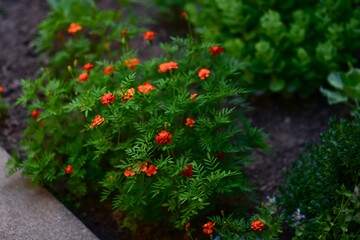 Close-up of a vibrant French marigold (Tagetes patula) in full bloom, showcasing its rich orange and yellow petals against a natural garden backdrop.