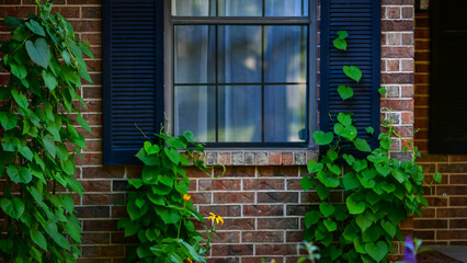 Vibrant morning glory vines gracefully climbing around a house window, creating a beautiful blend of natural greenery and cozy home life. 
